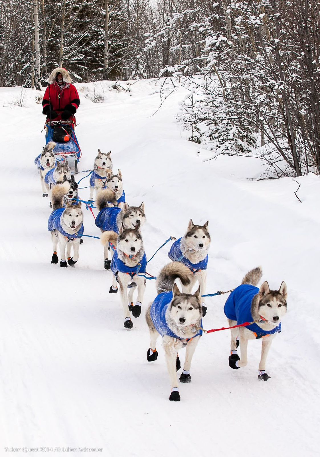 رحلة كلاب الهسكي